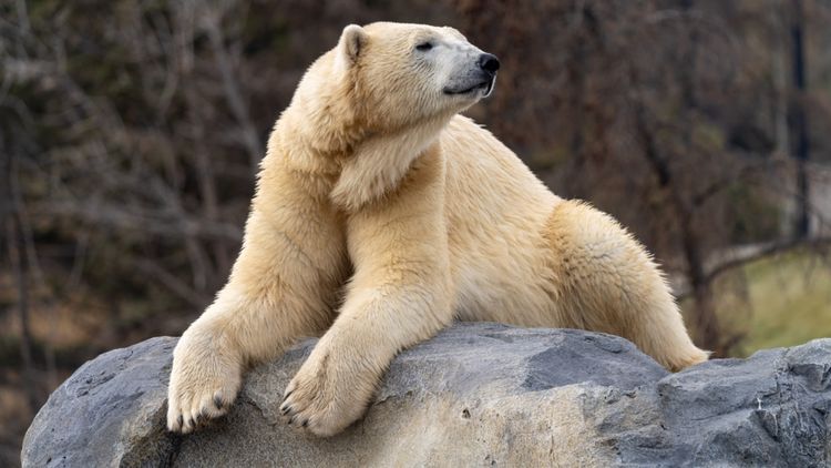 Calgary Zoo polar bear death