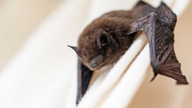 Bat rabies death