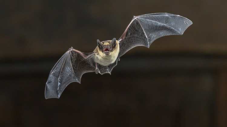 Bat rabies death