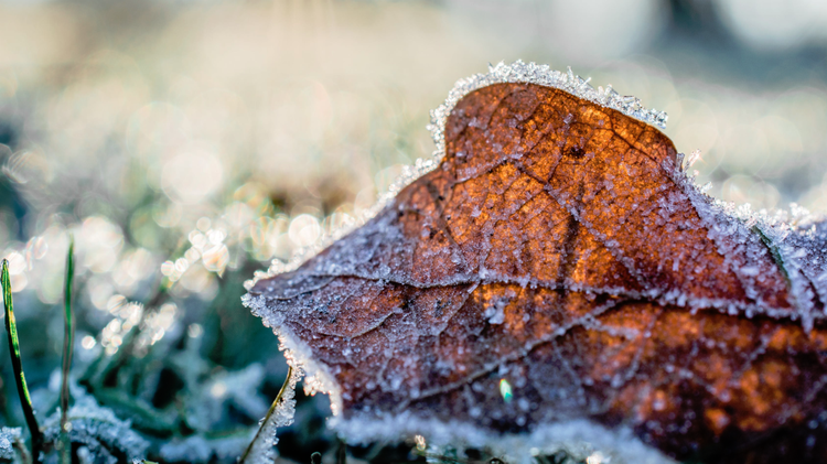 Frost advisory