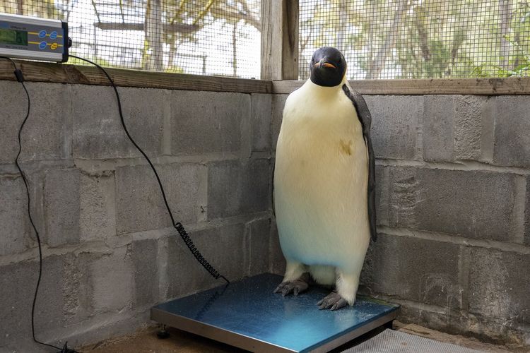 Emperor penguin Australia