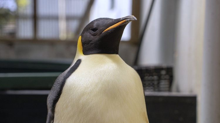 Emperor penguin Australia